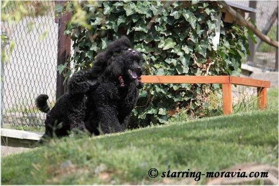 Stella and the puppies_24.jpg