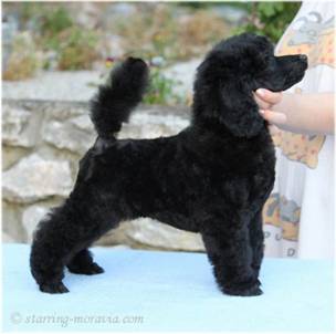 Smarty_9weeks_14.JPG