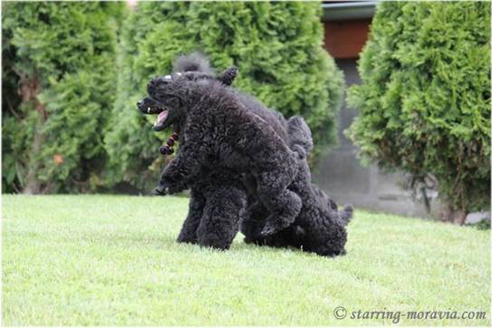 Stella and the puppies_04.jpg