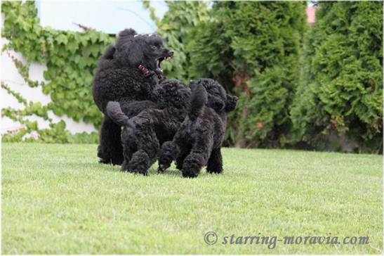 Stella and the puppies_10.jpg