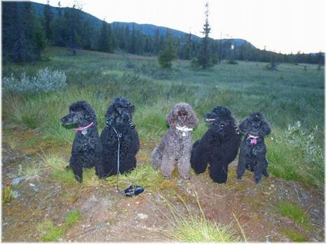 Reinsj_fjell juli -10 012.jpg