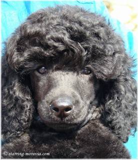 Rosie_(5)